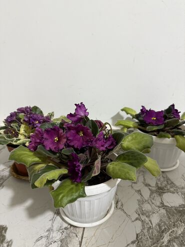 Женское счастье (Спатифиллюм): Комнатные цветы Диффенбахия 500 с Монстера 2000 Фиалки 250 с — 4