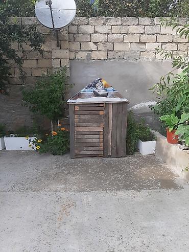 göyərçin satışı: Yuva satilir unvan visnofka isteyen elaqe saxlasin temiz taxtadan — 3