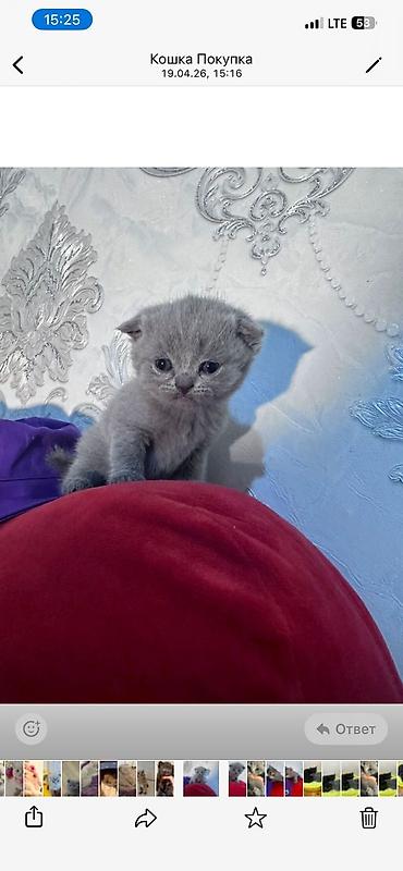 Pişiklər: Şotland — 2