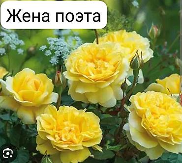 сельдерей кыргызча: Корни роз — 6