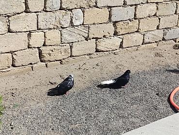 yuxuda qaz balalari gormek: Cüt nikalay hazır cutduler Maya paqonnu cil Erkey ağ quyrug — 3