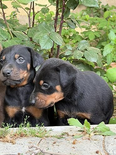 İtlər: Doberman, 1 ay, Ünvandan götürmə — 1