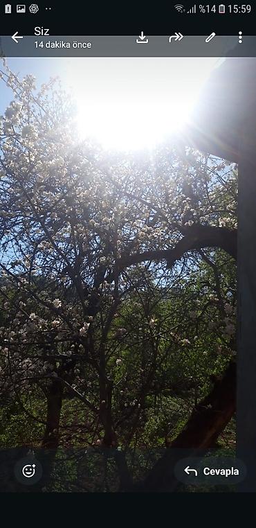 arenda otaq: İsmayıllı rayonu Qalaciq kendinde gunluk kiraye evi verilir evimizde 3 — 8