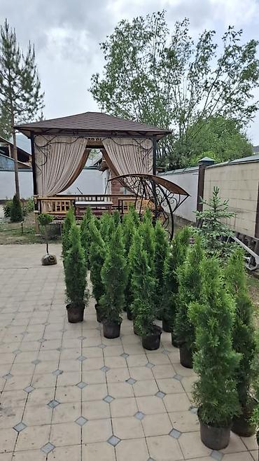 Туя: "Смарагд" туялары жана голубая ель (көк карагайлар) арзан баада — 10