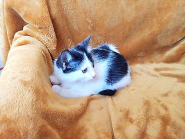 отдам даром котят бишкек: Кошка даром: Беспородная, 2 месяца, Мальчик — 2