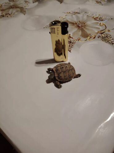 Akvarium aksessuar və ləvazimatları: Başlıq: 🐢 Sağlam və mehriban balaca ev tısbağası satılır Mətn
