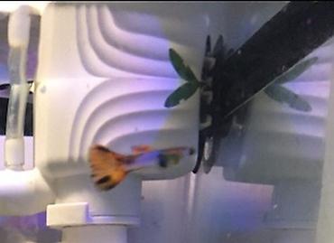 Аквариумы: Рыбки гуппи подростки — 1