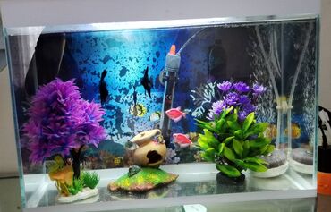 naxa balığı qiyməti: Dördbucaq akvarium, Balıqlarla birlikdə, 30 l, Ünvandan götürmə