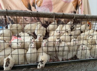 Товары и оборудование для с/х животных: Продается клетка для перепел — 9