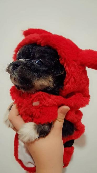 Продажа собак: Пекинес, 1 месяц, Самка — 1