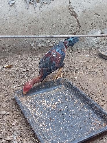 serebrist: Xoruz, il: 4, Ödənişli çatdırılma — 3