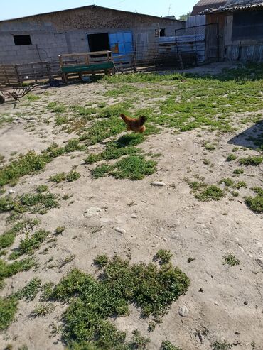 соолжан сатып алам: Сатам | Тооктор