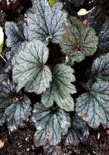 Другие садовые цветы и кустарники: Продаю гейхеру. В коллекции более 80 сортов. Звоните по тел. Вацап — 6