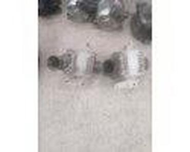 moj auto: ALTERNATOR ZA FORD C-MAX, ESCORT, FIESTA . OD 2001. DO 2007. GOD. | — 8