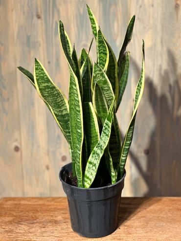 Otaq bitkiləri: Otağınıza təbiət gözəlliyi gətirəcək qırmızı anturium bitkisi. Parlaq — 8