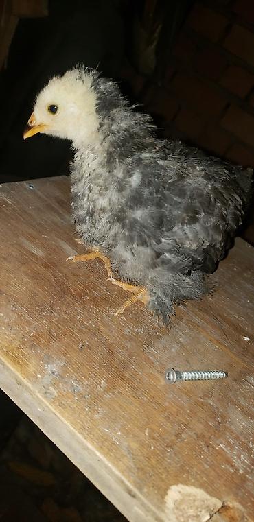 Куры, петухи: Продаю | Цыплята | Для разведения — 31