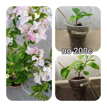 Садовые цветы и кустарники: Саженцы цветка — 16