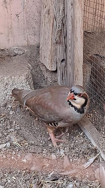 qus bazari: Xinali keklik qusu 8 ayliqdir fərədi saglamdir — 1