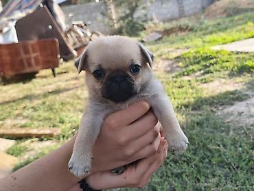 Продажа собак: Мопс, 1 месяц, Самка — 14