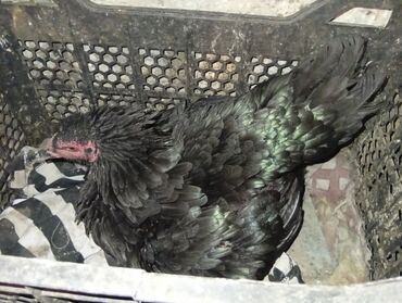 Tavalar: Xoruz, Heyratı, il: 1, Ünvandan götürmə