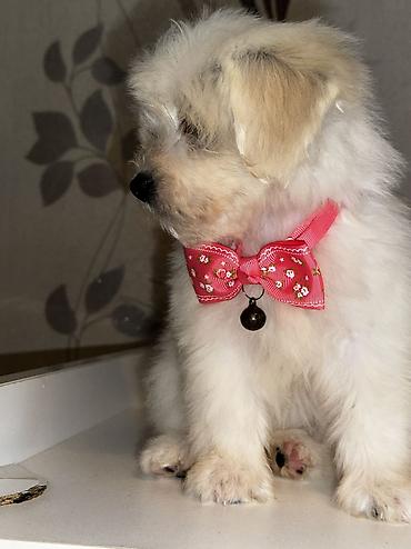 İtlər: Pudel, Peyvəndli — 5