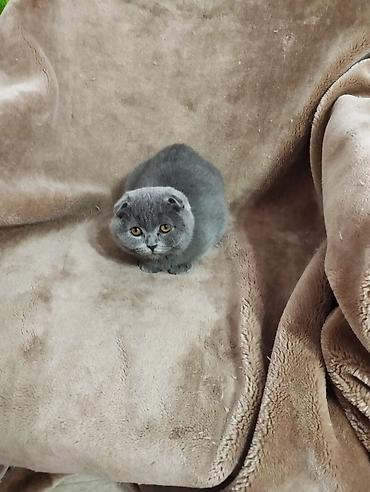 бекер мышыктар: Котята шотландской породы самостоятельные,серый мальчика бежевая — 6