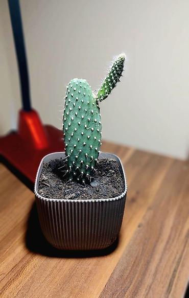 Otaq bitkiləri: Qara plastik qabda olan bu şirəli bitki otağınıza və ya ofisinizə — 5