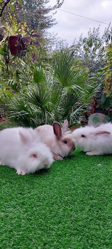 bala pişik pulsuz: Angora tipli uzun tüklü dekorativ dovşanlar - Növ: Uzun tüklü (angora — 7