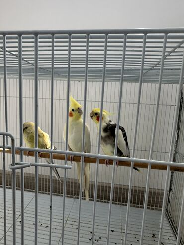 клетки для попугаев: Срочно! Продаю попугаев с клеткой, полный комплект
