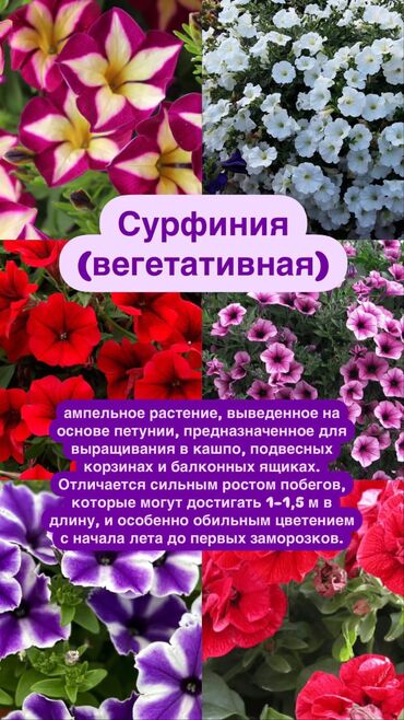 Садовые цветы и кустарники: Рассада цветка: Петунии, Самовывоз, Платная доставка