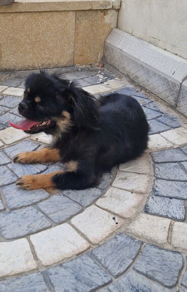 итлер: Pekines, 10 ay, Dişi, Peyvəndli, Ünvandan götürmə