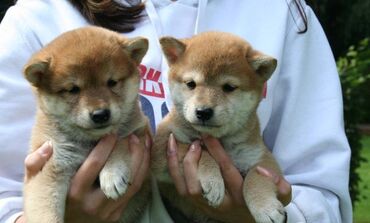 Shiba inu Puppies Adorable Shiba inu Puppies searching for loving