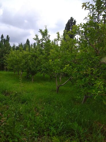 айдоо жер сатылат: Курулуш, Кызыл китеп