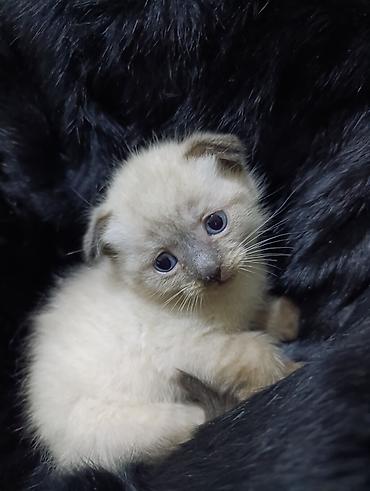 Pişiklər: Şotland — 10