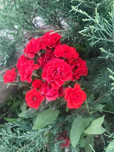 светы розы: Семена и саженцы Тюльпанов, Хризантем, Роз