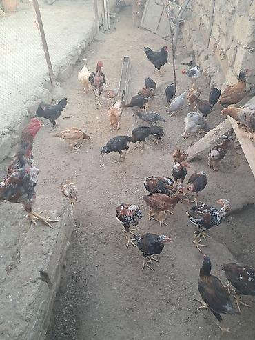kend cuceleri: Məhsul: Ev şəraitində bəslənən yerli heyrati cuceler — 3
