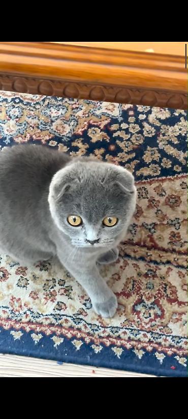 шотландская веслоухая кошка: Шотландский вислоухий котёнок (Scottish Fold), окрас блю (однотонный — 3