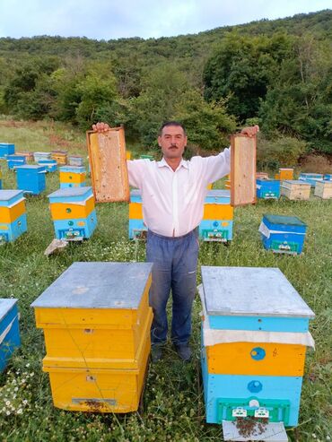 bal mumu: Təmiz İsmayıllı qaratikan balı satılır. Təbii dağ çiçəklərindən