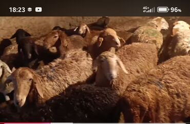 купить домик для кошки недорого: Продаю | Овца (самка) | Для разведения | Племенные