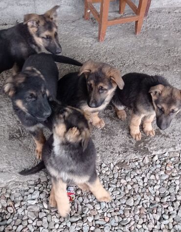 Собаки: Продаются щенки немецкой овчарки возраст 3 месяца