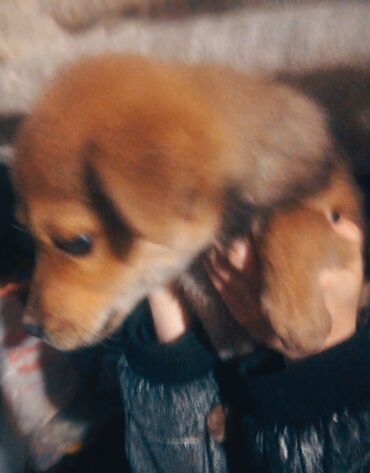 Отдам даром собаку: Собака даром: Дворняжка, 2 месяца, Самка at lalafo.kg — 6 Отдам даром собаку: Собака даром: Дворняжка, 2 месяца, Самка — 6