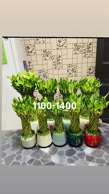 Другие комнатные растения: Комнатные цветы, цены написаны на фото — 29