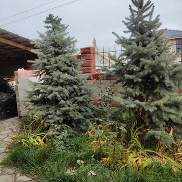Декоративные деревья: Саженцы деревьев: Ели, Самовывоз, Платная доставка — 8