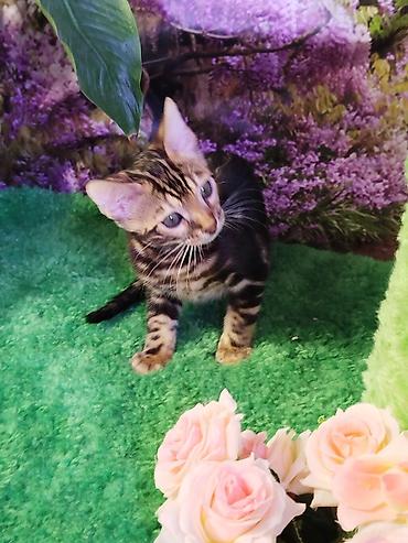 Продажа кошек: Бенгальская, 2 месяца, Мальчик, Черный, Приучена к лотку, Проглистована, С документами — 22