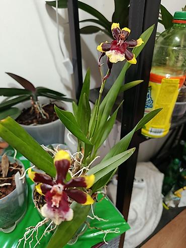 Бөлмө өсүмдүктөрү: Орхидея (группа Oncidium, Colmanara Wildcat 'Rainbow' компактный куст — 1