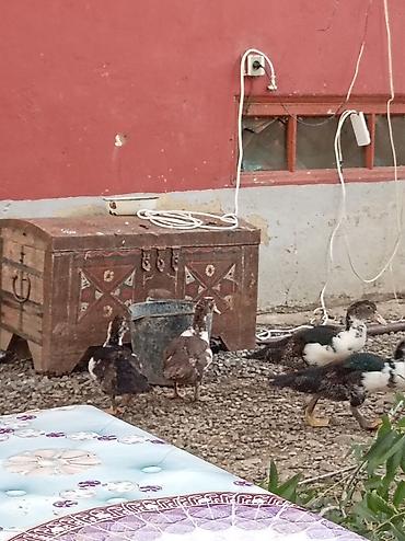 müşk ördəyi: LAL ORDEK BALALARI 2-3 AYLIQ UNVANDAN GÖTURMEDİ 6 DENE — 1