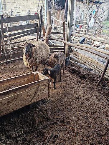 Qoyunlar, qoçlar: Beş ana beş bala sort heyvanlar satılır hammısı sağlam -da lalafo.az — 5 Qoyunlar, qoçlar: Beş ana beş bala sort heyvanlar satılır hammısı sağlam — 5