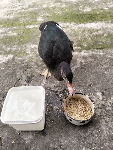 Ördəklər: Erkək, | Lal ördək, Damazlıq, Ünvandan götürmə — 10
