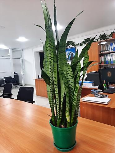 Драцены и Сансевиерии: Сансевиерия (сансевьера, «тещин язык») в горшках. - Варианты сортов — 9