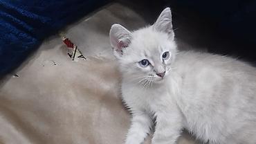 Pişiklər: Britan — 5